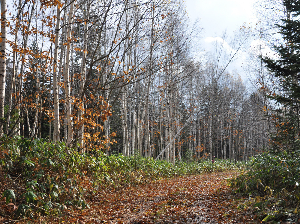 dsc_0980.jpg